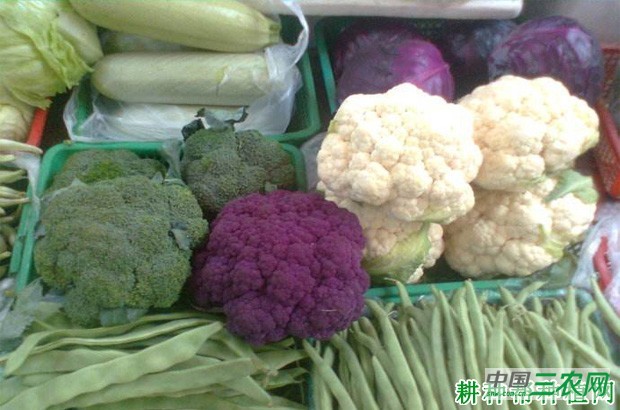 花椰菜（花菜、菜花）如何育苗？