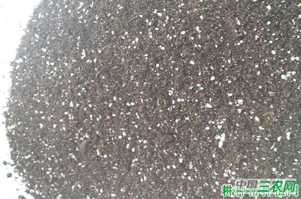 花椰菜（花菜、菜花）如何育苗？