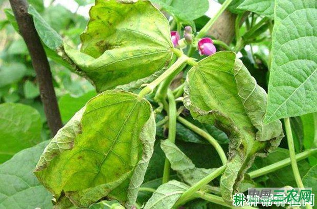 四季豆枯萎病如何防治? 四季豆枯萎病如何防治?