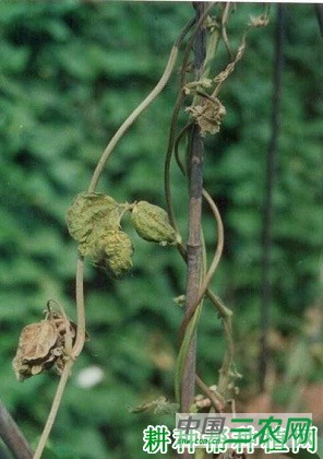 四季豆枯萎病如何防治? 四季豆枯萎病如何防治?