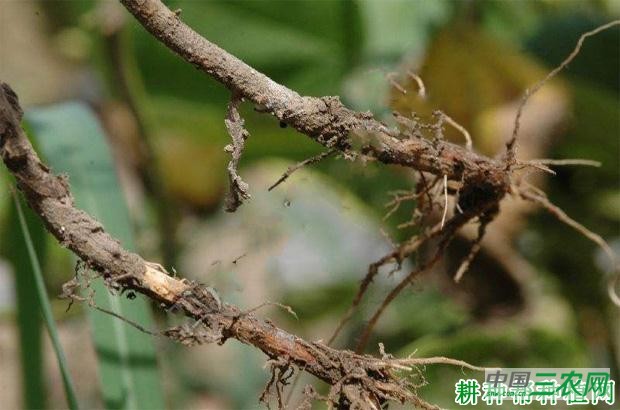 四季豆枯萎病如何防治? 四季豆枯萎病如何防治?