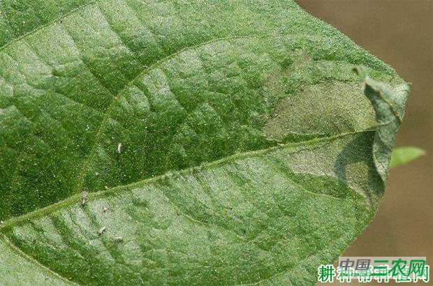 四季豆枯萎病如何防治? 四季豆枯萎病如何防治?