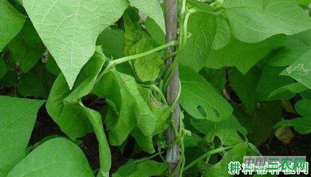 四季豆枯萎病如何防治? 四季豆枯萎病如何防治?