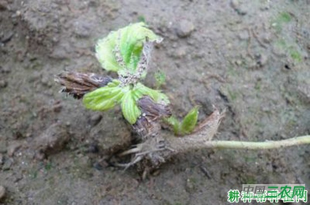 四季豆根腐病如何防治？