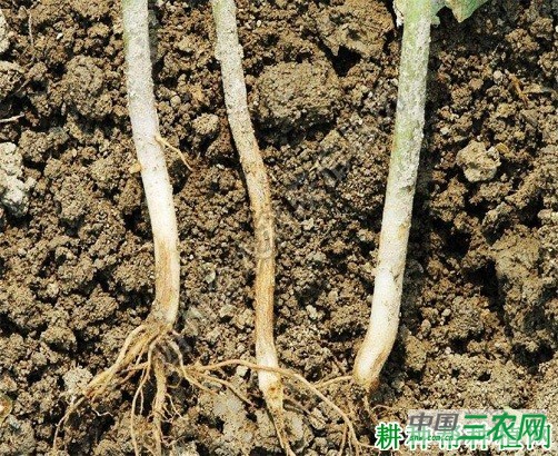 四季豆根腐病如何防治？