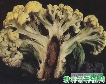 花椰菜(花菜、菜花)如何预防缺硼? 花椰菜(花菜、菜花)如何预防缺硼?