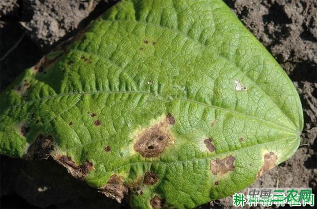 四季豆细菌性叶斑病如何防治? 四季豆细菌性叶斑病如何防治?