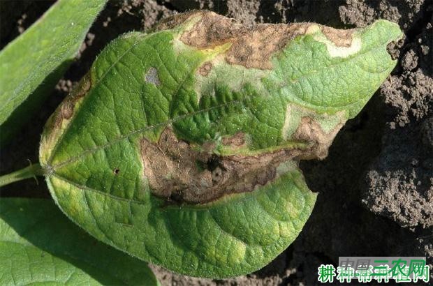 四季豆细菌性叶斑病如何防治? 四季豆细菌性叶斑病如何防治?