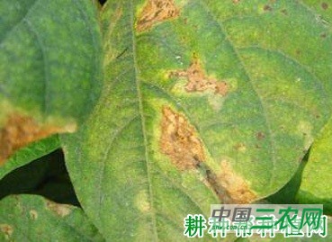 四季豆褐斑病如何防治？