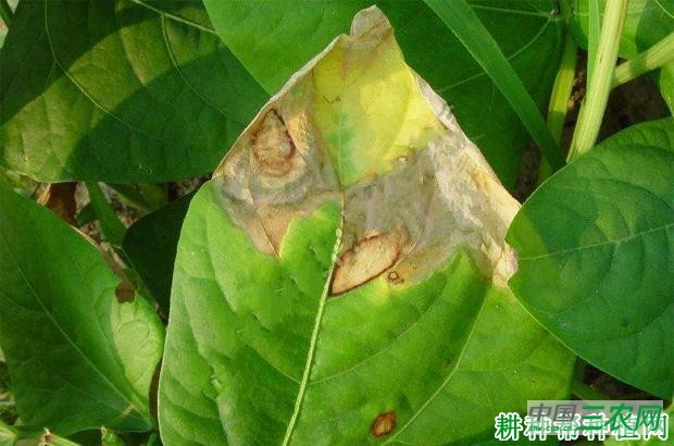 四季豆褐斑病如何防治？