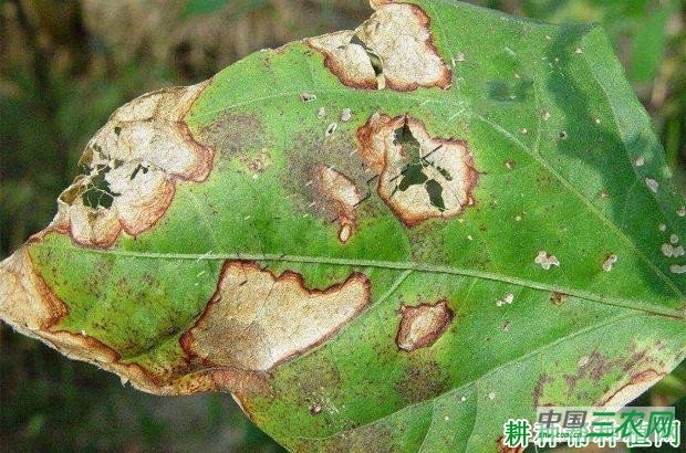 四季豆褐斑病如何防治？