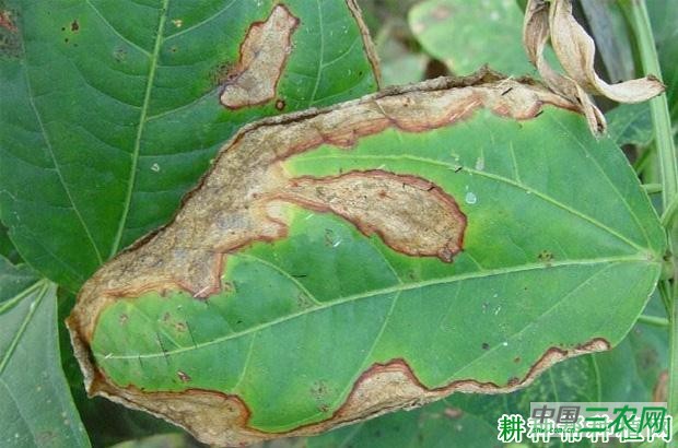 四季豆褐斑病如何防治？