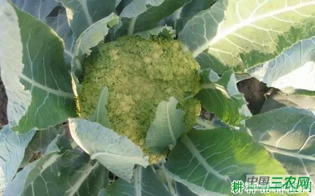 花椰菜(花菜、菜花)紫花、青花如何预防? 花椰菜(花菜、菜花)紫花、青花如何预防?