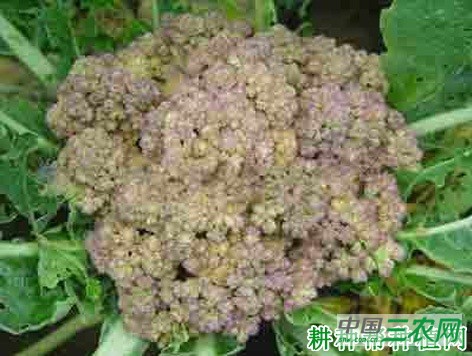花椰菜(花菜、菜花)紫花、青花如何预防? 花椰菜(花菜、菜花)紫花、青花如何预防?