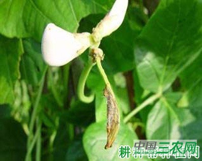 四季豆根霉软腐病如何防治? 四季豆根霉软腐病如何防治?