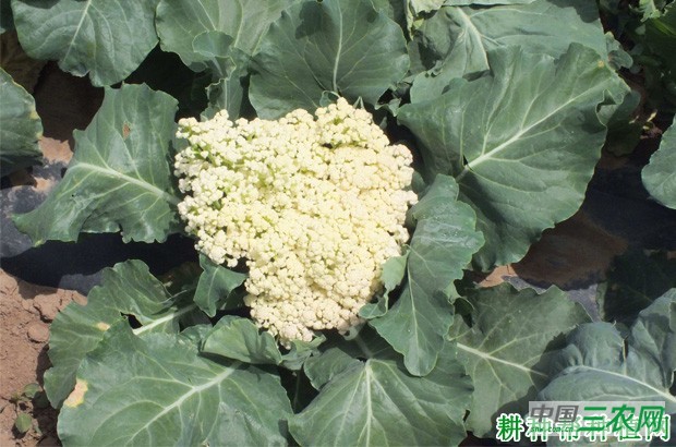 花椰菜（花菜、菜花）散花如何预防？