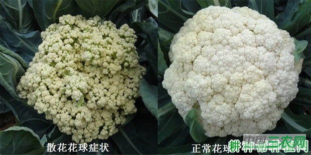 花椰菜（花菜、菜花）散花如何预防？
