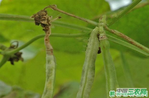 四季豆根霉软腐病如何防治? 四季豆根霉软腐病如何防治?