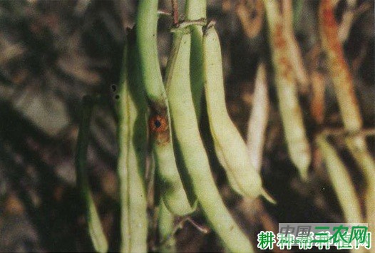 四季豆根霉软腐病如何防治? 四季豆根霉软腐病如何防治?