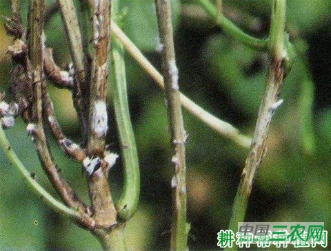 四季豆菌核病如何防治？