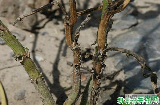 四季豆腐霉病如何防治？