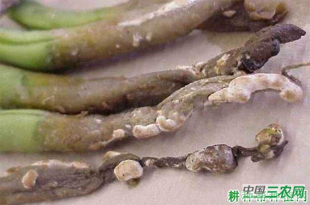 四季豆菌核病如何防治？