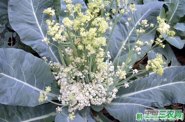 花椰菜（花菜、菜花）早期现球如何防治？