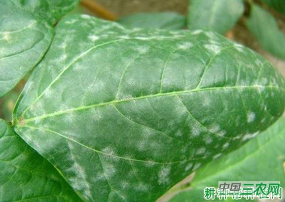 四季豆白粉病如何防治？