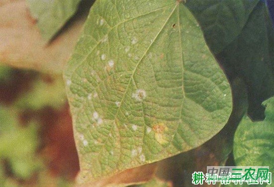 四季豆白粉病如何防治？