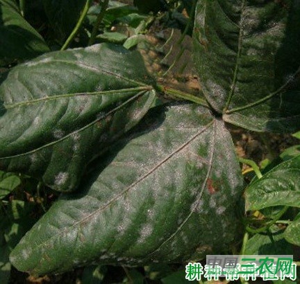 四季豆白粉病如何防治？