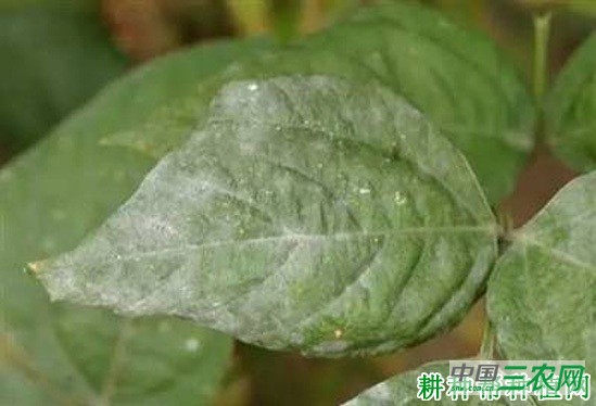 四季豆白粉病如何防治？