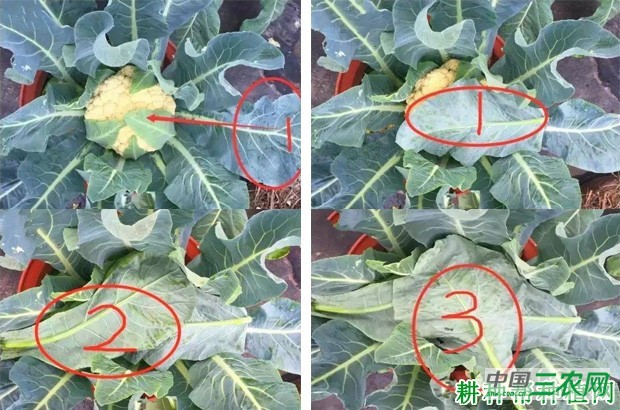种植花椰菜(花菜、菜花)如何折叶盖球? 种植花椰菜(花菜、菜花)如何折叶盖球?