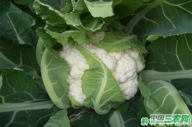 种植花椰菜(花菜、菜花)如何折叶盖球? 种植花椰菜(花菜、菜花)如何折叶盖球?
