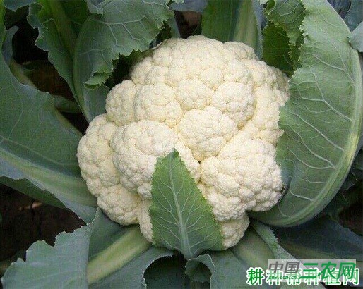 种植花椰菜(花菜、菜花)如何折叶盖球? 种植花椰菜(花菜、菜花)如何折叶盖球?