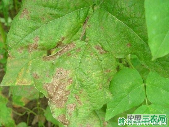 四季豆黑斑病如何防治？
