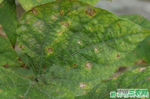 四季豆斑点病如何防治？