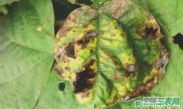 四季豆黑斑病如何防治？