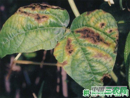 四季豆黑斑病如何防治？