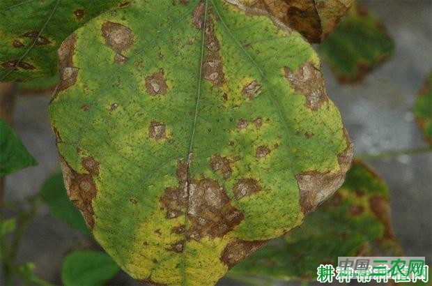 四季豆斑点病如何防治？