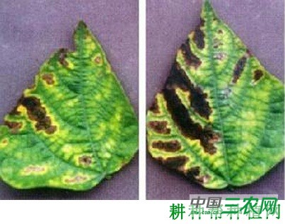四季豆黑斑病如何防治？