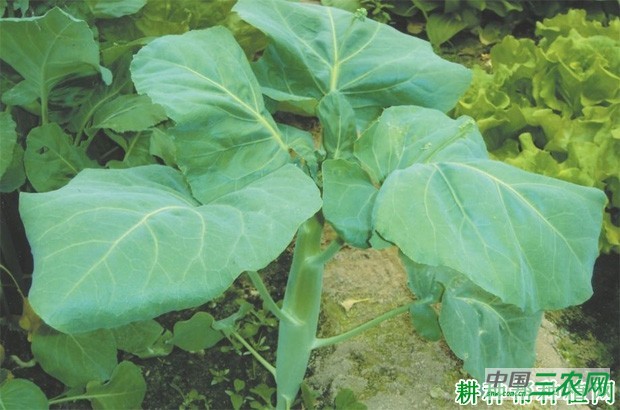 芥蓝长怎么样子? 芥蓝长怎么样子?