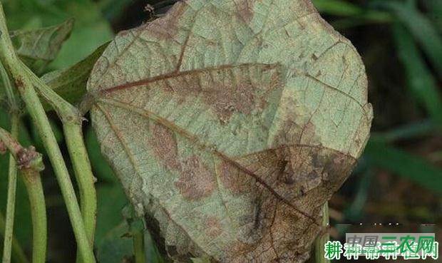 四季豆炭疽病如何防治? 四季豆炭疽病如何防治?