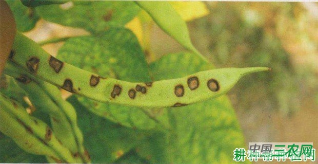 四季豆炭疽病如何防治? 四季豆炭疽病如何防治?