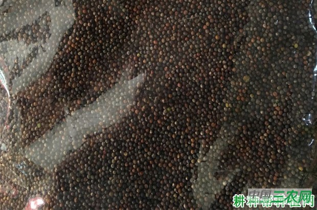 芥蓝长怎么样子? 芥蓝长怎么样子?