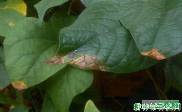 四季豆炭疽病如何防治? 四季豆炭疽病如何防治?