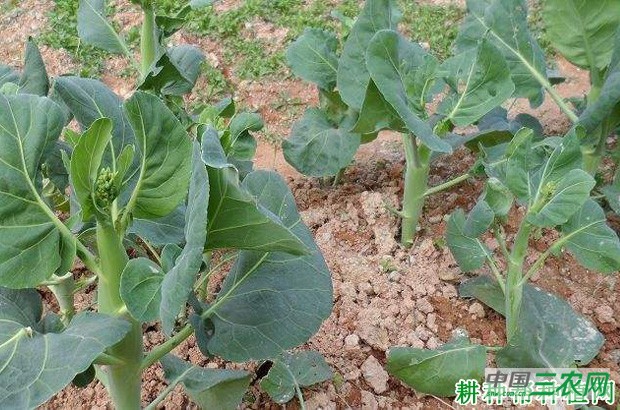 芥蓝长怎么样子? 芥蓝长怎么样子?