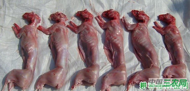 芥蓝不能和什么一起吃? 芥蓝不能和什么一起吃?