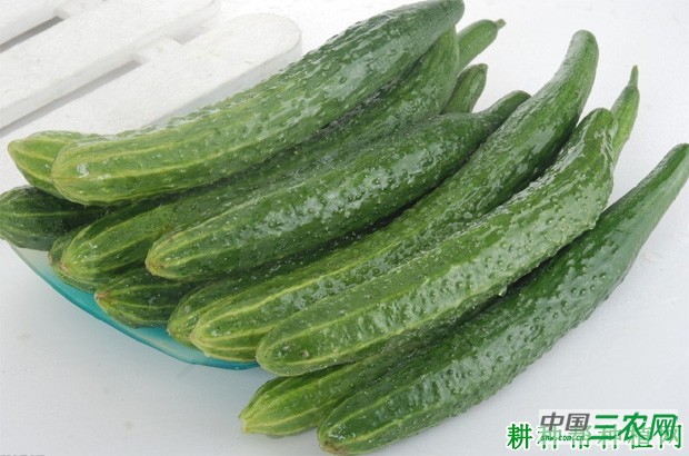 芥蓝不能和什么一起吃? 芥蓝不能和什么一起吃?