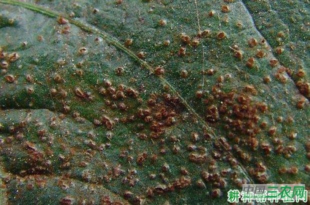 四季豆锈病如何防治？