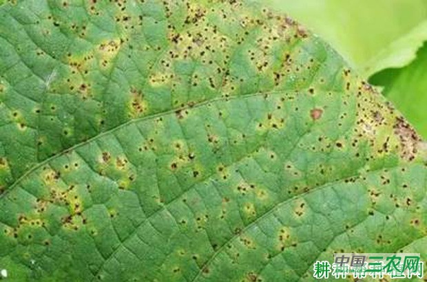 四季豆锈病如何防治？